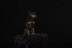 Miniature Pinscher