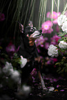 Miniature Pinscher