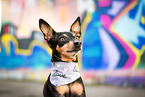 Miniature Pinscher