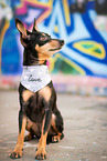 Miniature Pinscher