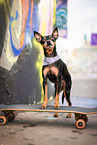 Miniature Pinscher