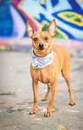 Miniature Pinscher