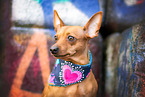 Miniature Pinscher