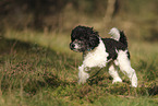 Miniature Poodle