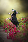 Miniature Pinscher