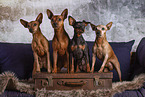 Miniature Pinscher