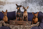 Miniature Pinscher