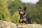Miniature Pinscher