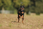 Miniature Pinscher