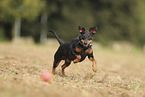 Miniature Pinscher