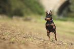 Miniature Pinscher