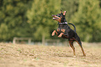 Miniature Pinscher