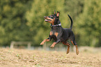 Miniature Pinscher