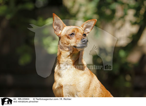 red miniature pinscher / RR-35964