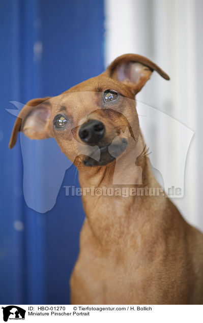 Miniature Pinscher Portrait / HBO-01270