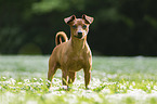 standing Miniature Pinscher