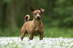 standing Miniature Pinscher