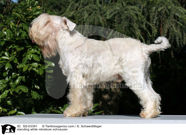 stehender weier Zwergschnauzer / standing white miniature schnauzer / SS-03391