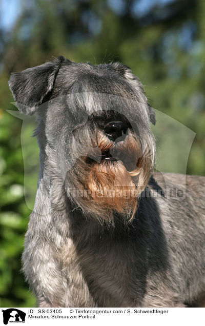 Miniature Schnauzer Portrait / SS-03405