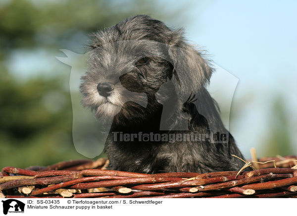Miniature Schnauzer puppy in basket / SS-03435