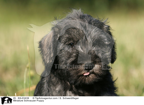 Miniature Schnauzer Puppy / SS-03439