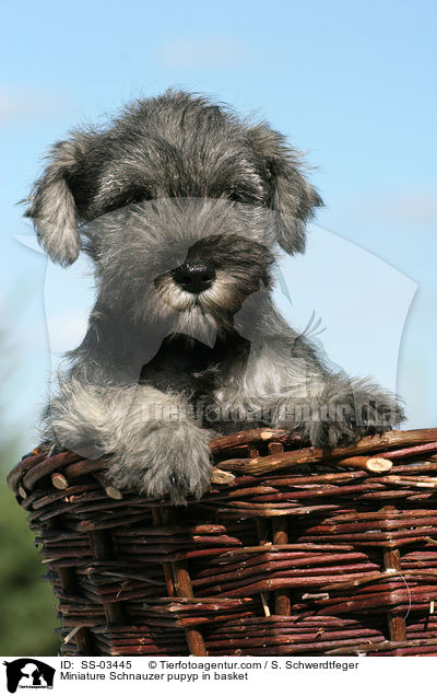Miniature Schnauzer pupyp in basket / SS-03445