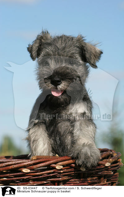 Miniature Schnauzer puppy in basket / SS-03447