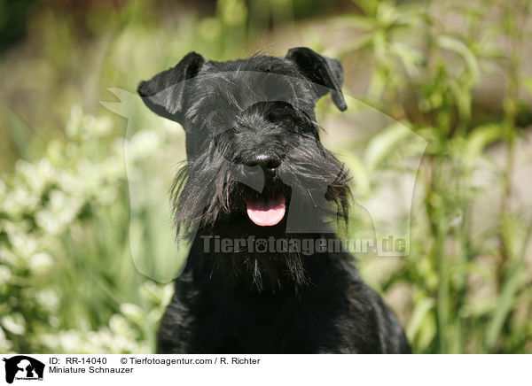 Zwergschnauzer / Miniature Schnauzer / RR-14040