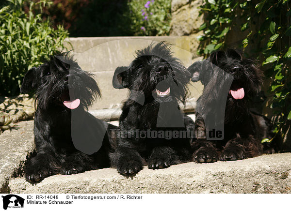 Zwergschnauzer / Miniature Schnauzer / RR-14048