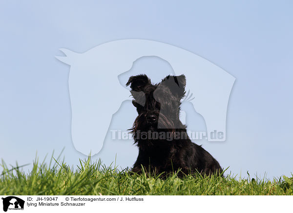 lying Miniature Schnauzer / JH-19047