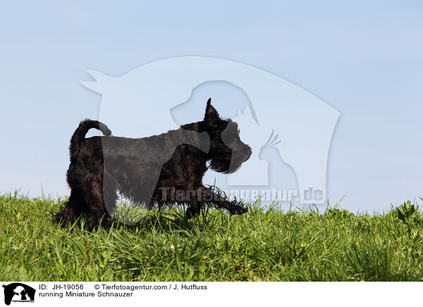 running Miniature Schnauzer / JH-19056