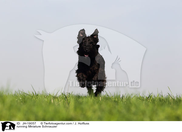 running Miniature Schnauzer / JH-19057