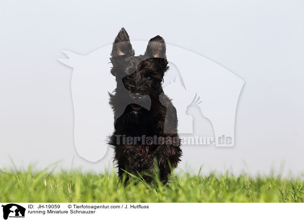 running Miniature Schnauzer / JH-19059