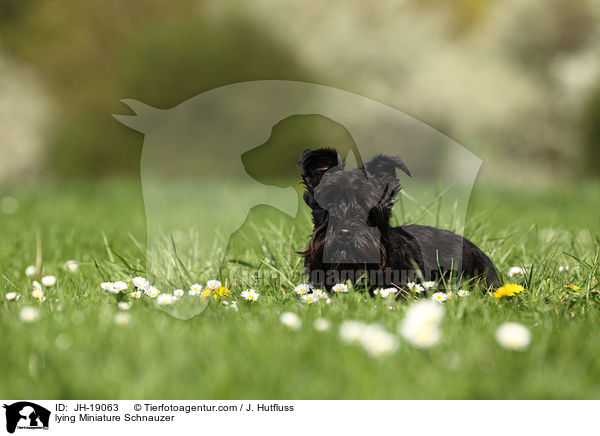 lying Miniature Schnauzer / JH-19063