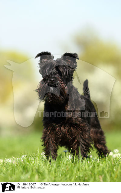 Miniature Schnauzer / JH-19067