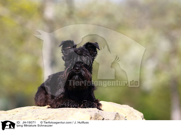 lying Miniature Schnauzer / JH-19071