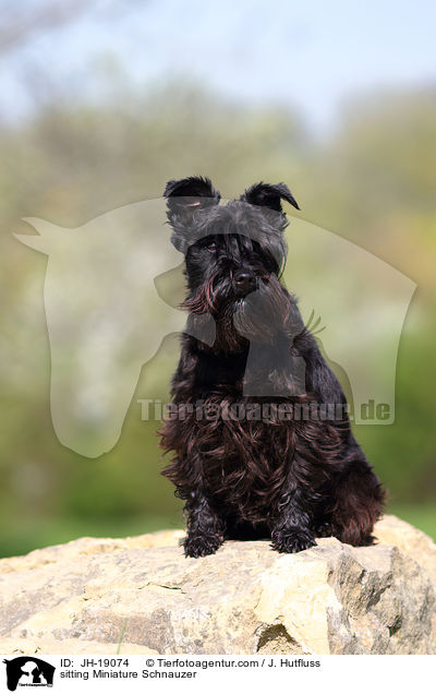 sitting Miniature Schnauzer / JH-19074