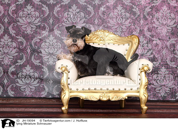liegender Zwergschnauzer / lying Miniature Schnauzer / JH-19094