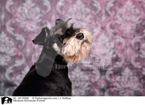 Miniature Schnauzer Portrait / JH-19098