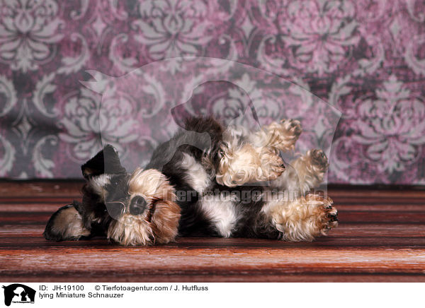 lying Miniature Schnauzer / JH-19100