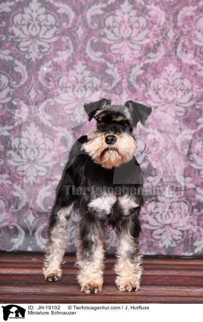 Miniature Schnauzer / JH-19102