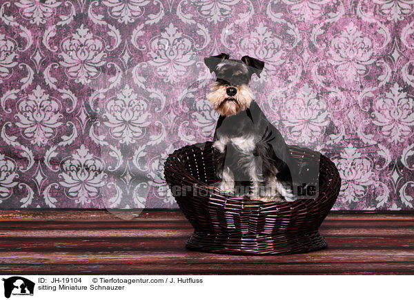 sitting Miniature Schnauzer / JH-19104