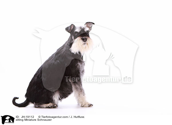 sitting Miniature Schnauzer / JH-19112
