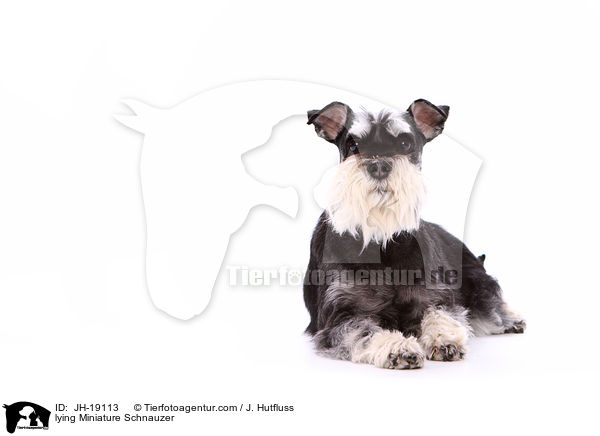 lying Miniature Schnauzer / JH-19113