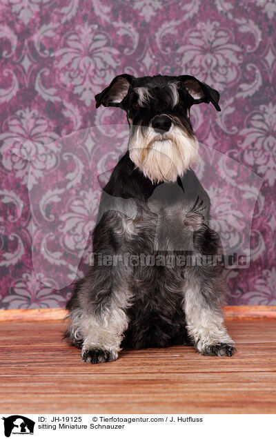 sitting Miniature Schnauzer / JH-19125