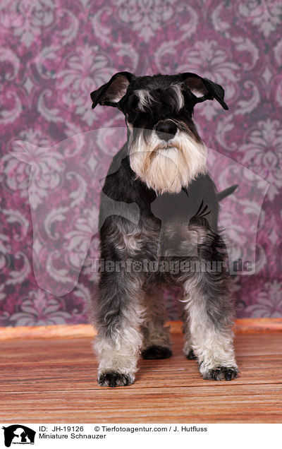Miniature Schnauzer / JH-19126