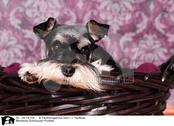 Miniature Schnauzer Portrait / JH-19134