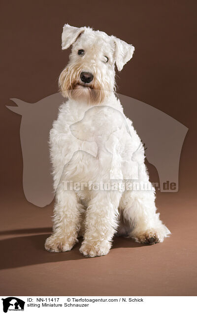 sitting Miniature Schnauzer / NN-11417