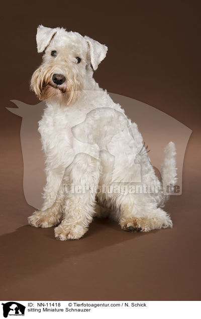 sitting Miniature Schnauzer / NN-11418