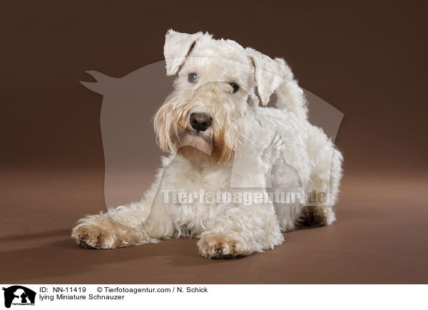 lying Miniature Schnauzer / NN-11419